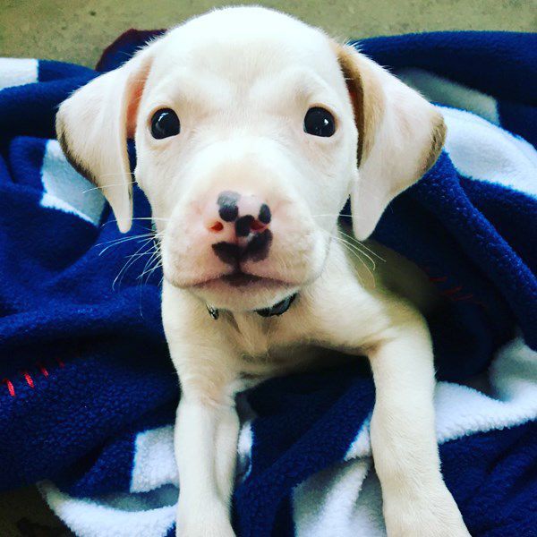 Pet Star 60.jpg